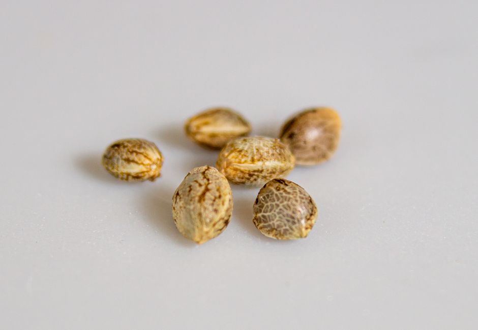 Cannabis seeds spaced out on a damp paper towel ready to be covered