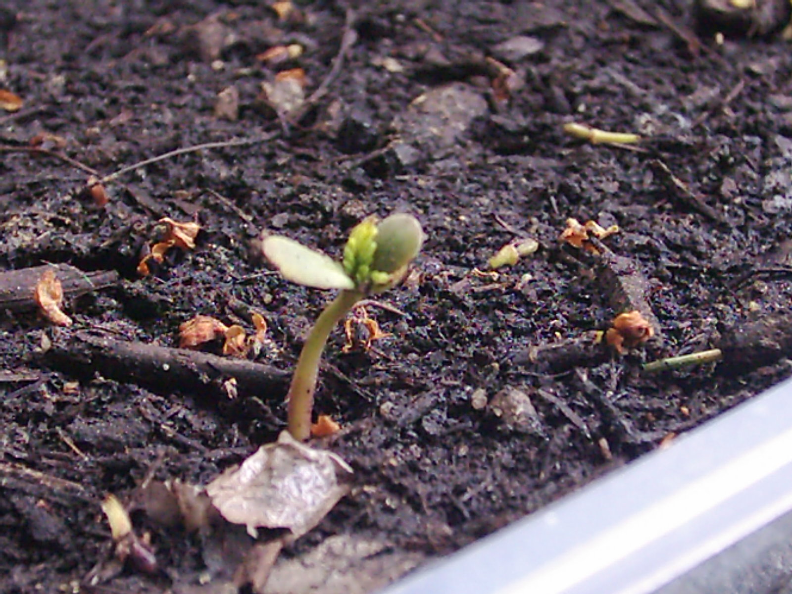 How to Germinate Cannabis Seeds: A Reliable Method That Just Works