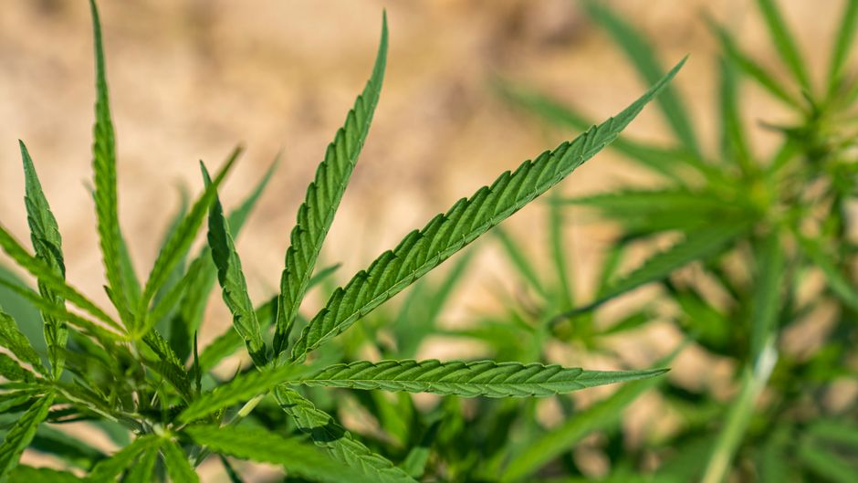 Comparación entre la hoja ancha de una planta tipo indica y la hoja estrecha de una sativa