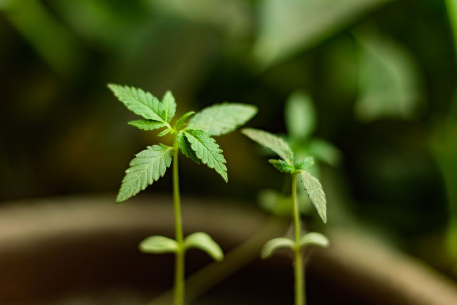 Una planta joven de cannabis con la rama principal doblada y atada al borde de la maceta