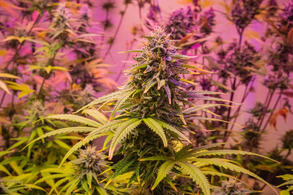 Vista cenital de un dosel de cannabis plano y uniforme con muchos cogollos a la misma altura