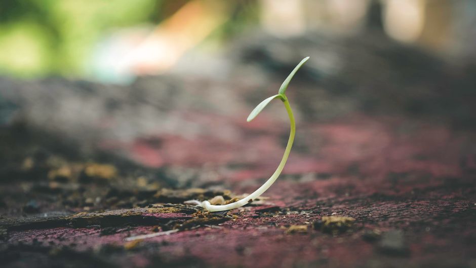 A cracked cannabis seed showing a white taproot on a damp paper towel