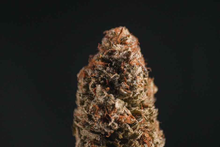 Close-up of the resin glands on a cannabis flower, where both CBD and THC are produced