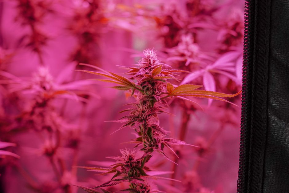 A CBD-rich cannabis plant in full flower in a home grow